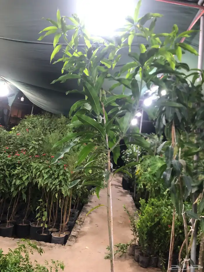 تنسيق الحدائق المنزلية 1