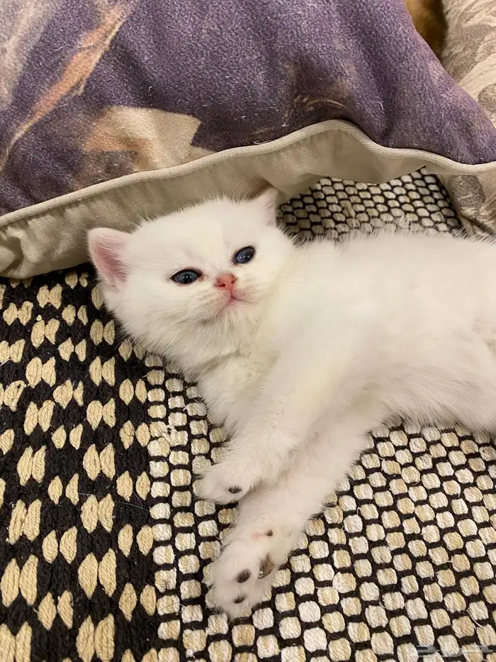 كيتن مسجله مستوى عالي 3