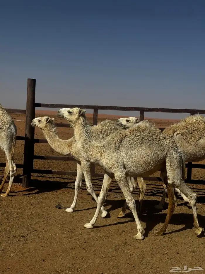 قعدان طيبه للبيع 0
