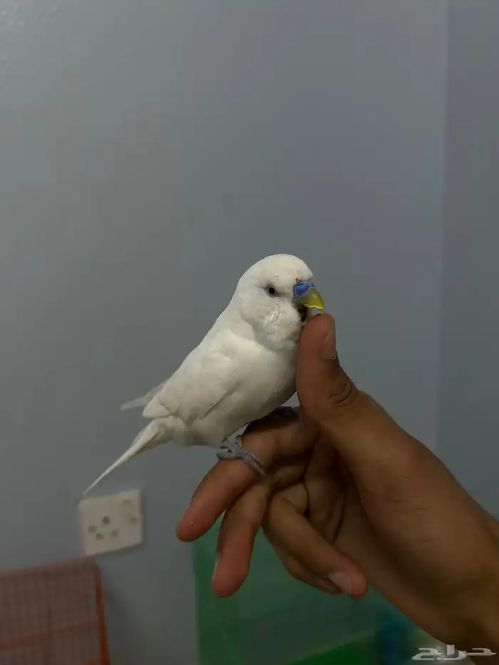 زوج بادجي للبيع او للبدل 6