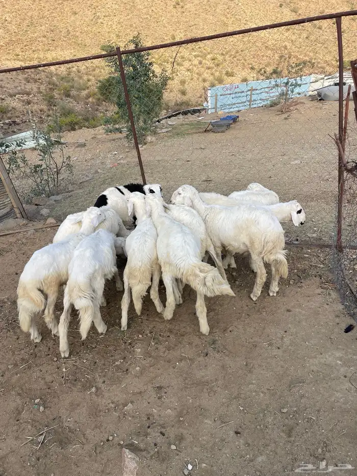 10 طليان 4