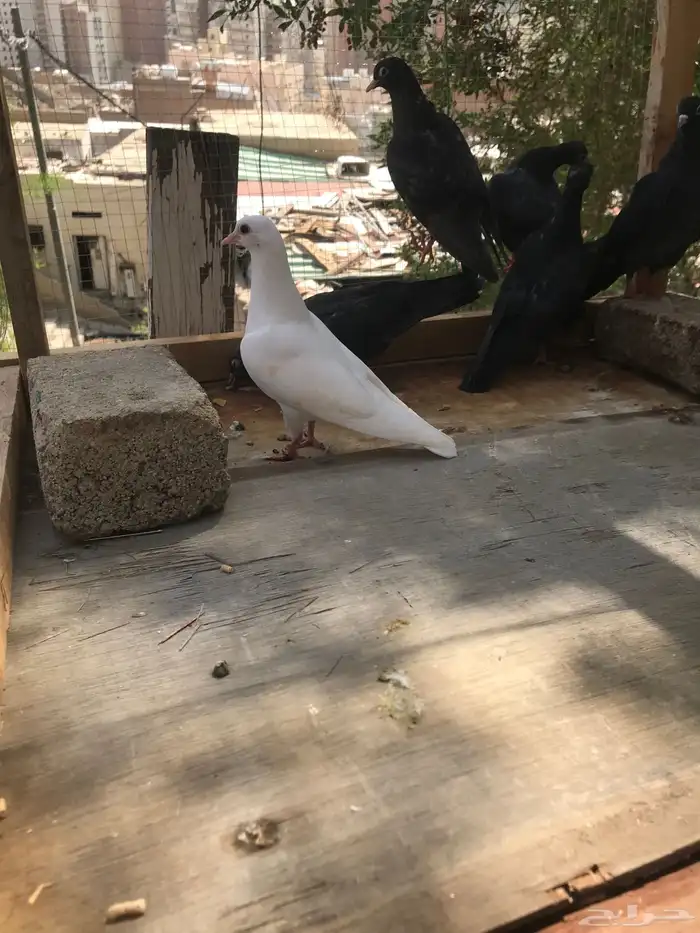 صنعاني شيبه صوت ناعم واحجام صغيره 9