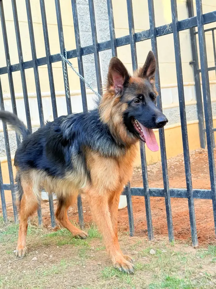 جيرمن شيبرد 2