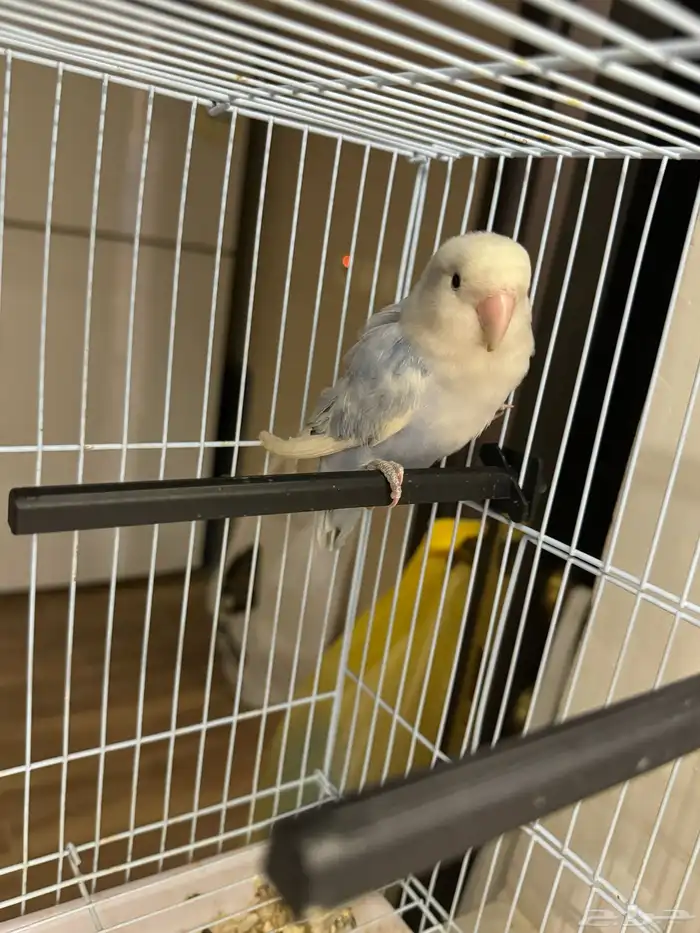 طيور روز اليفه 2