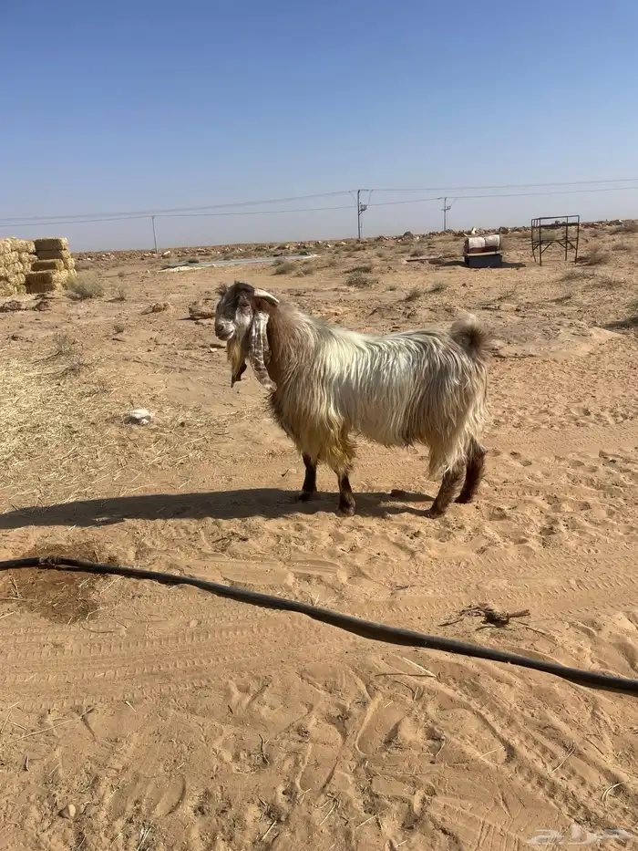 جفرات جنوبيات وتيس فحل 8