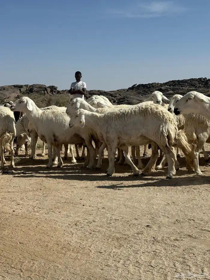 غنم مقاني من غنم شهران 7