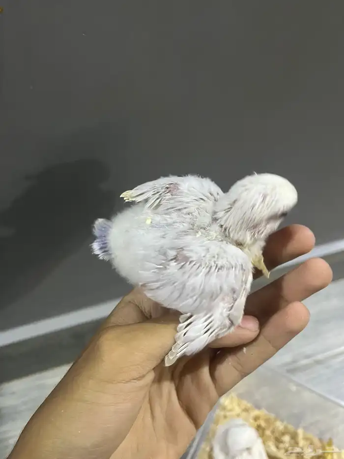 فروخ روز 5