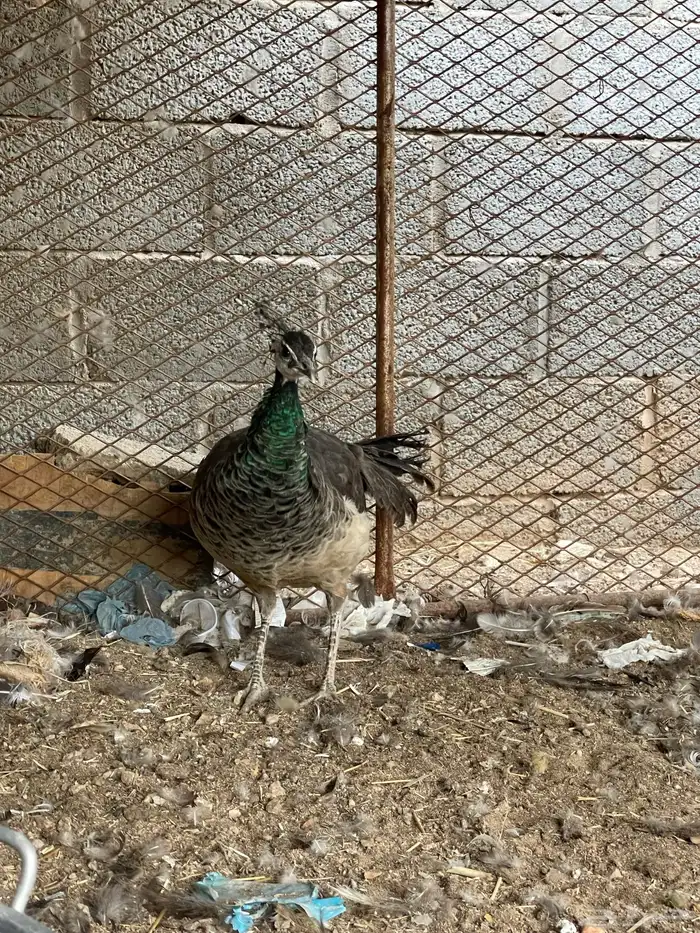 انثى طاؤوس طيور 3