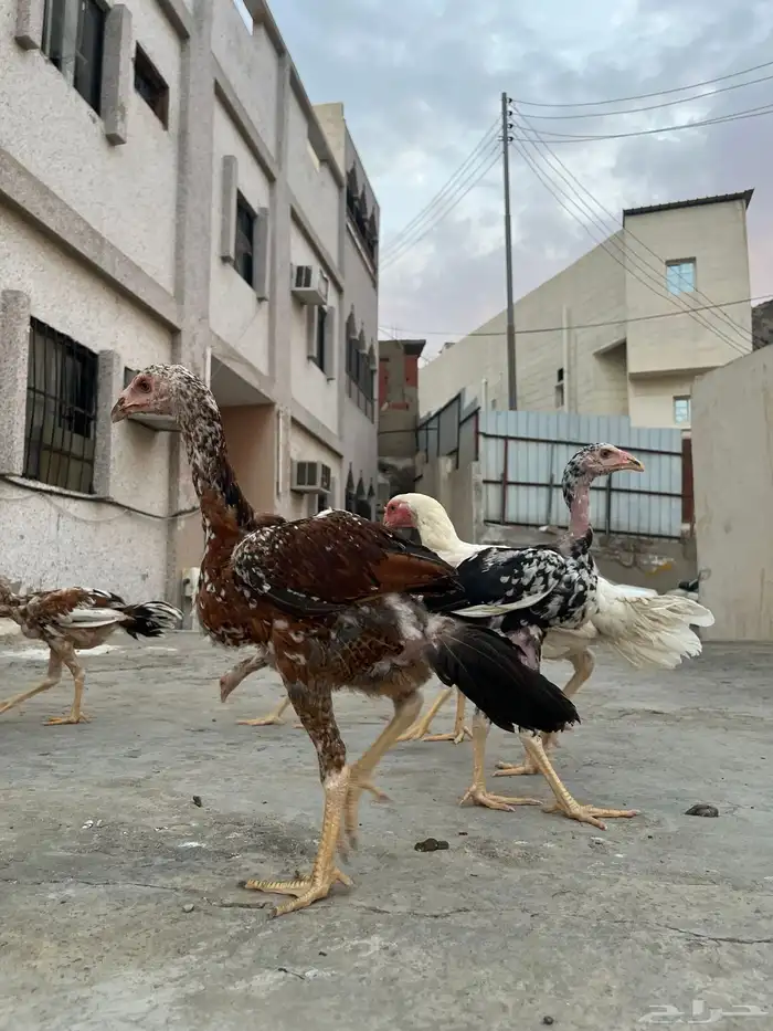 فروخ باكستاني سندي 5
