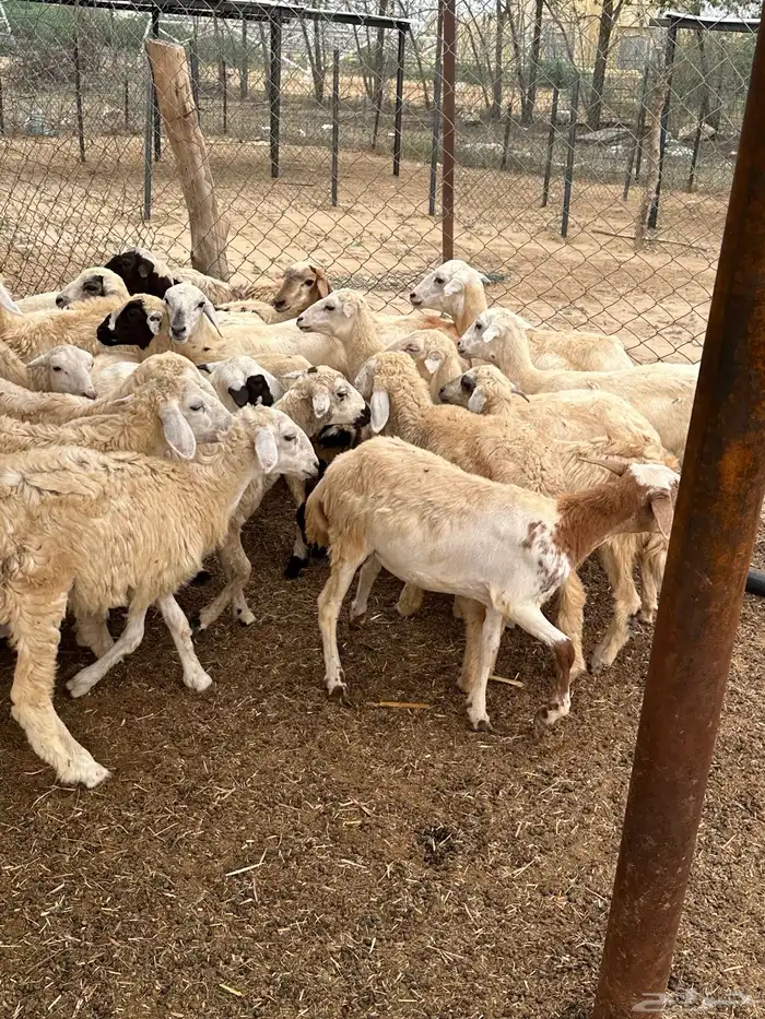 رخال مهجنات حري 1