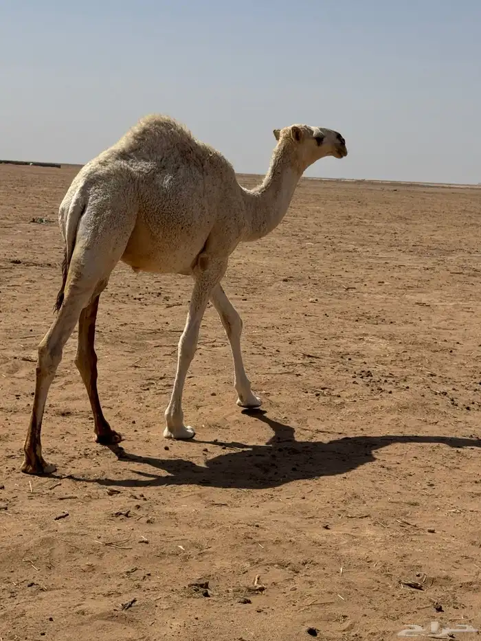 قعود طيب للبيع 0