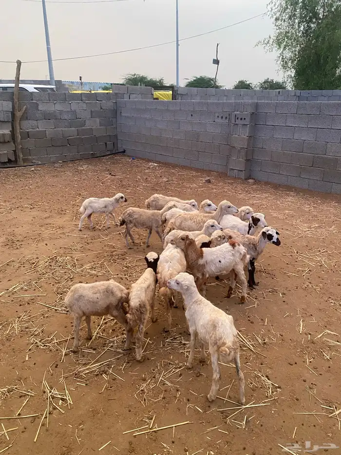 للبيع فران ورخيل تربيه 0