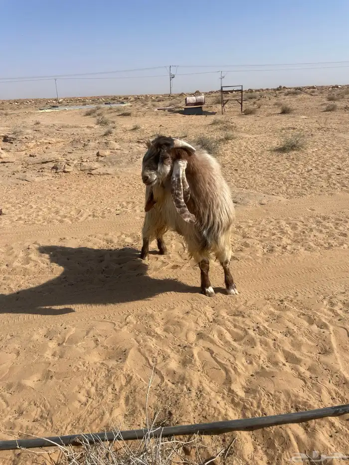 جفرات جنوبيات وتيس فحل 11
