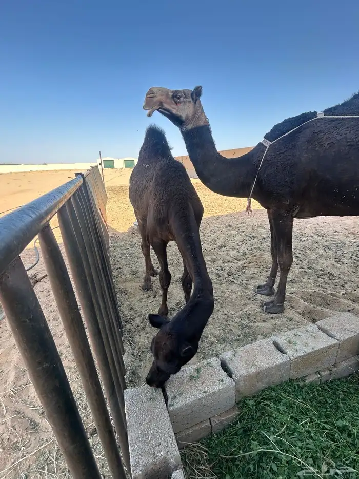 قعود مجهم 6