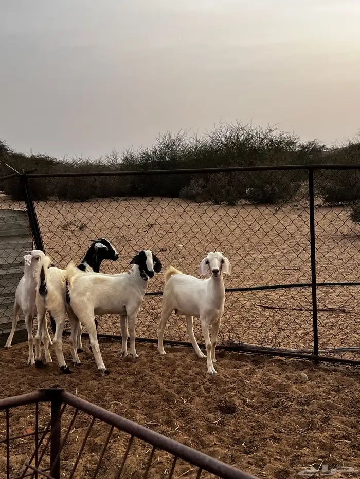 القنفذه قرية ام السلم 2