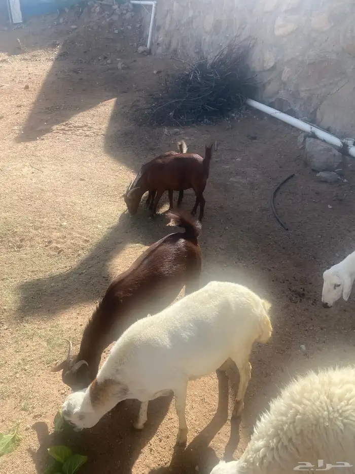 الوديين 3