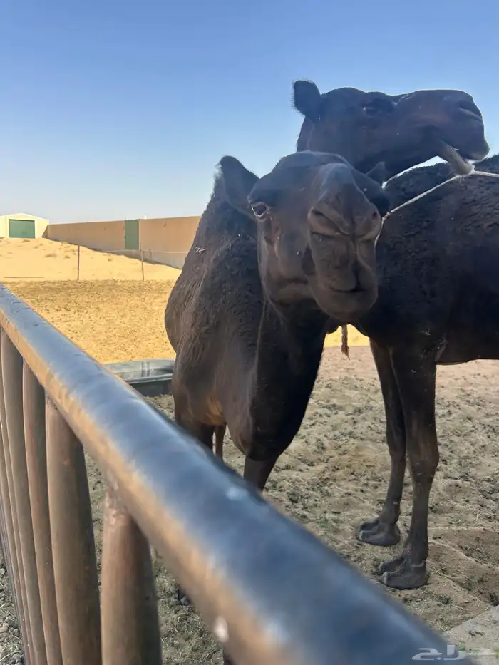قعود مجهم 13