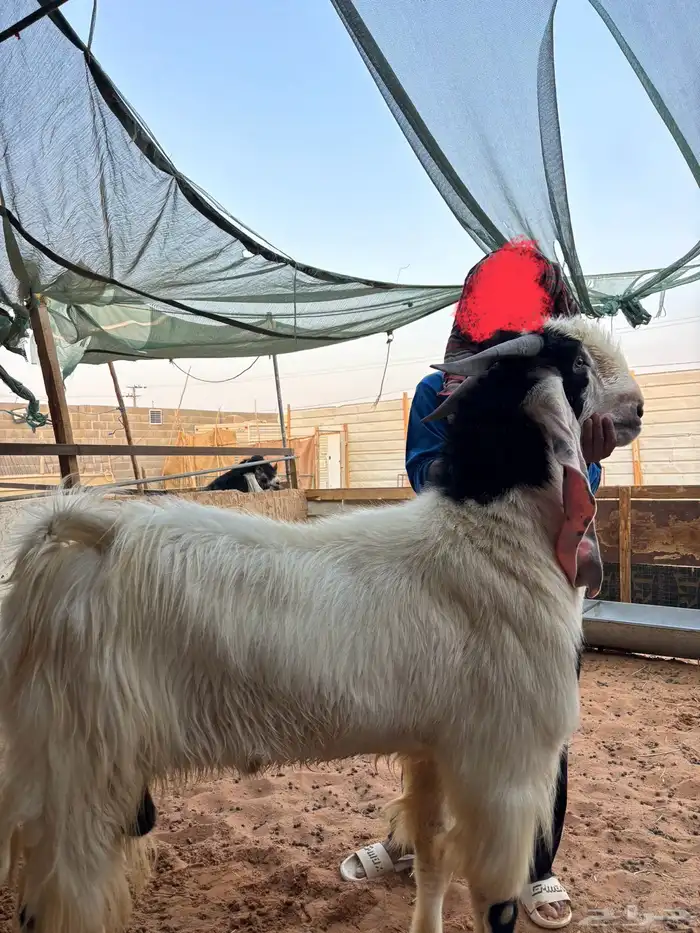 فحل مطور صنف خصم حار و مشروط و معها إنتاجه مشاريع صنف 2