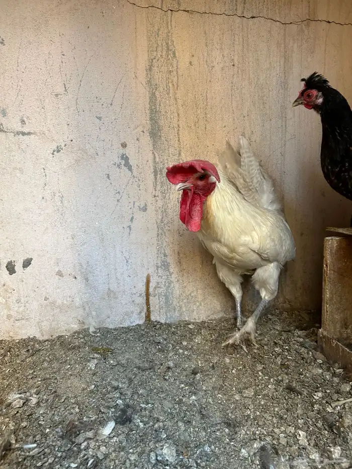 ديوك فيومي 12