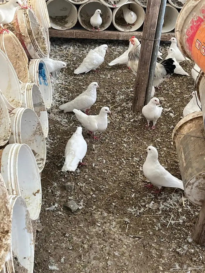 حمار فرنسي سوبر جابو 2