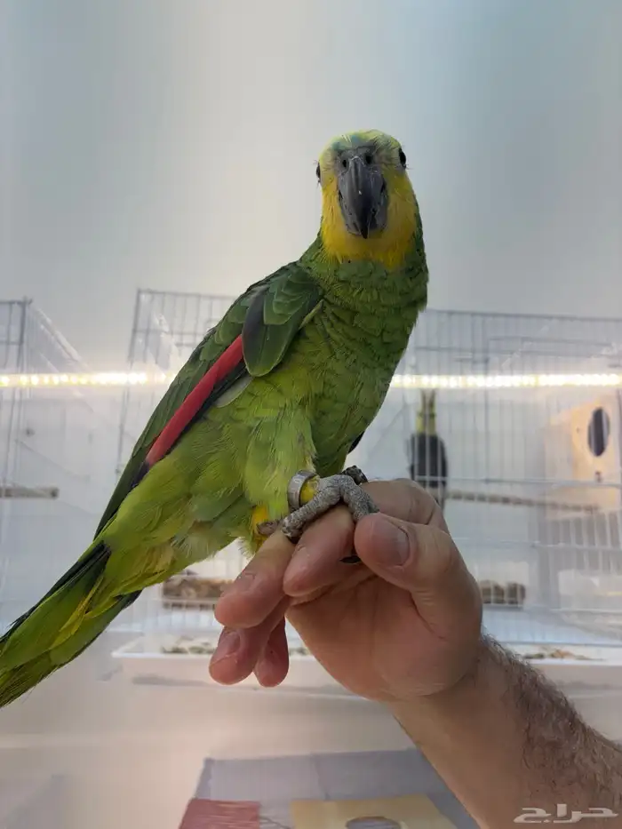 امزوني. بلو فرنتد حجل 23 محلي متكلم عل يد 0