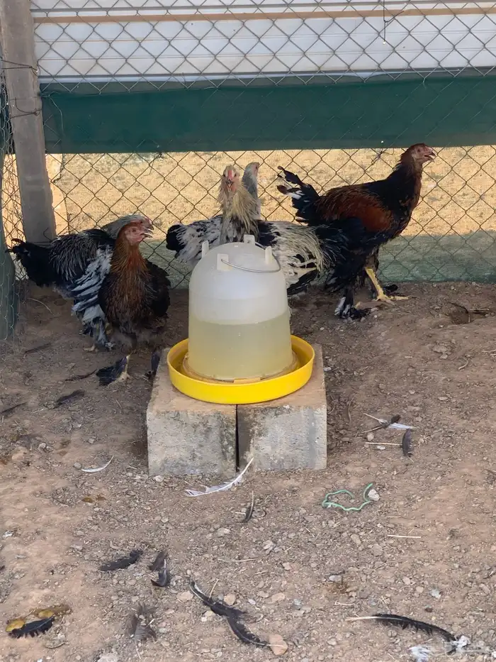 حمام بط دجاج و وز 3