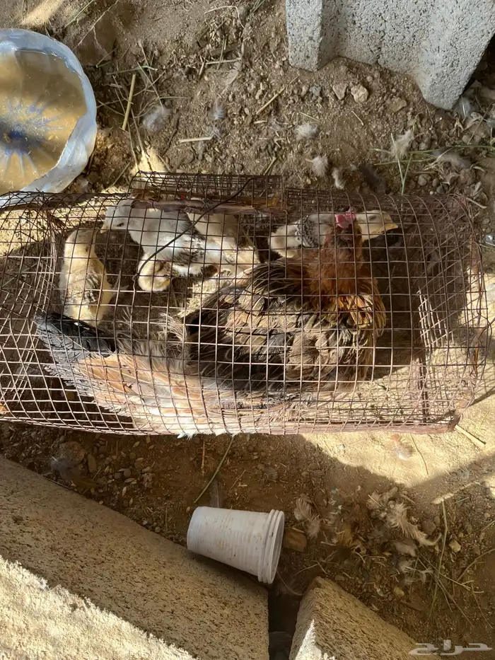 دجاج عربي اصيل كفوو 11