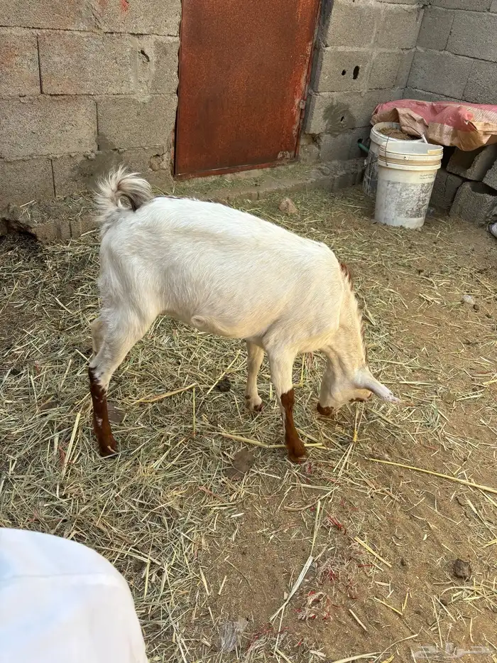 خبشه للبيع 0