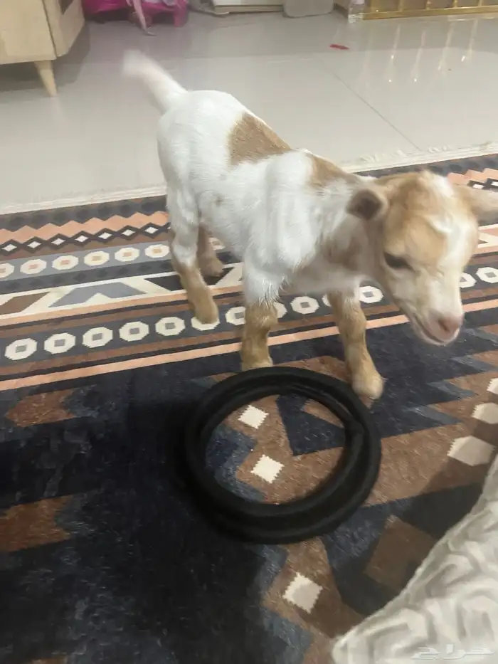 تيس قزمي لعوب 4