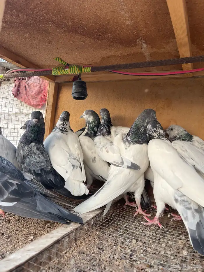 حمام باكستاني 1
