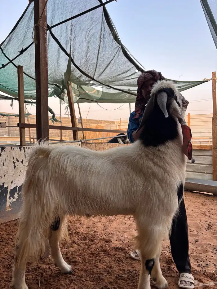 فحل مطور صنف خصم حار و مشروط و معها إنتاجه مشاريع صنف 3
