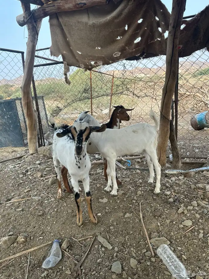 ذبايح للبيع 3