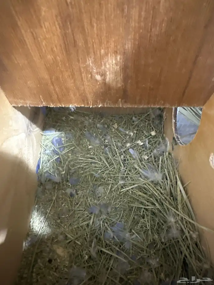 جوز روز اقبل البدل 1