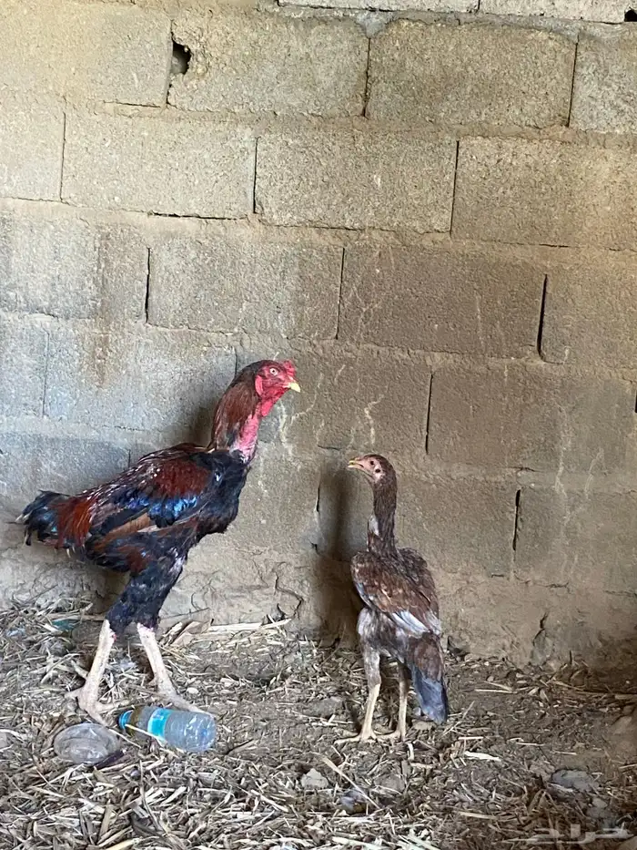 دجاج باكستاني 4