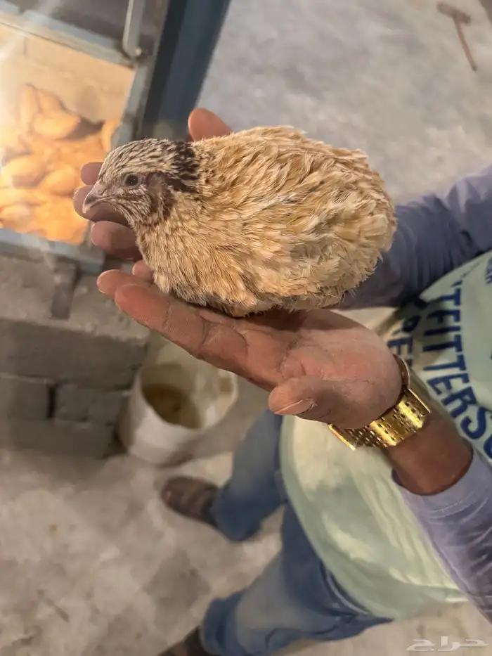 سمان بكميات الأعمار من شهر فوق 2