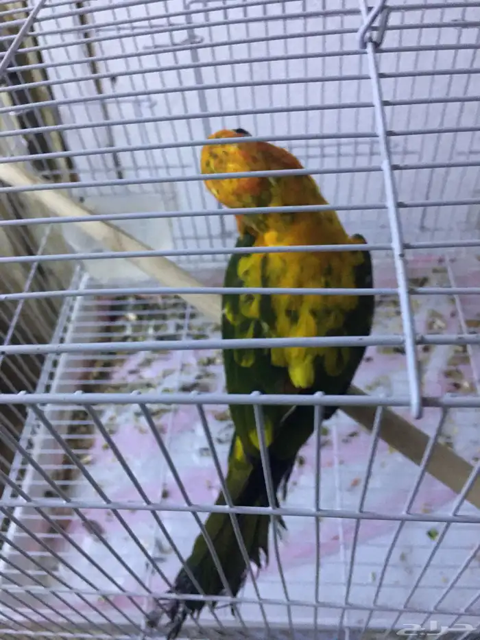 صن كنيور 9