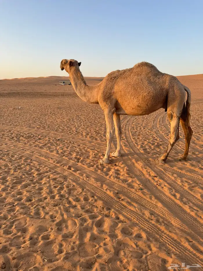 ناقه ظريبه 1