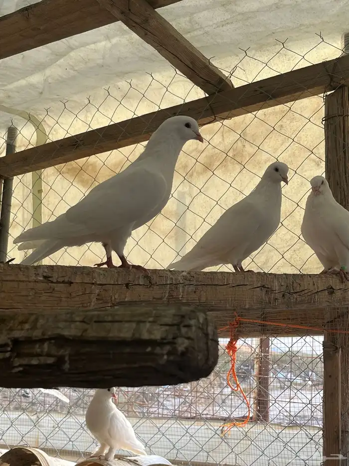 حمار فرنسي سوبر جابو 1