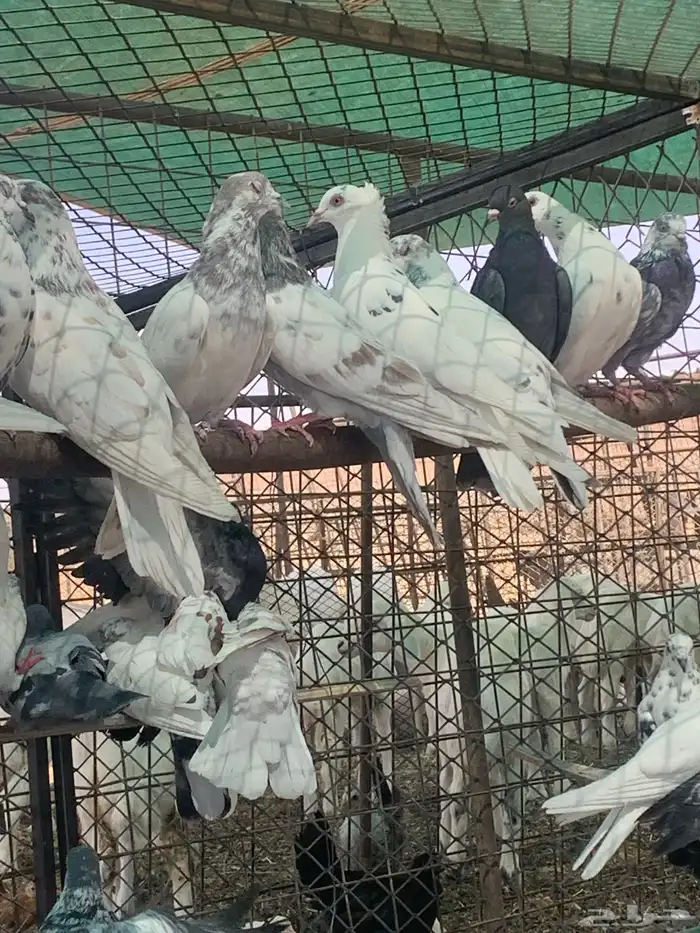 حمام 2