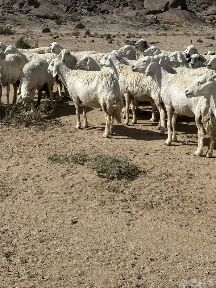 غنم مقاني من غنم شهران 11