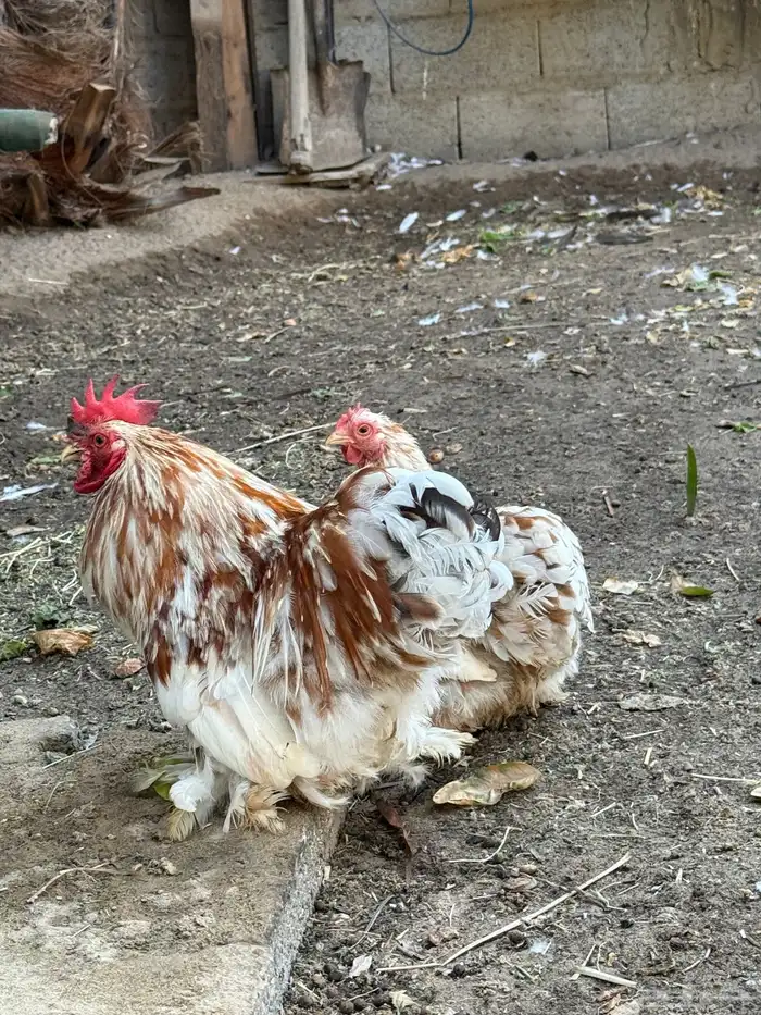 جوز كوشن بوران اصفر 0