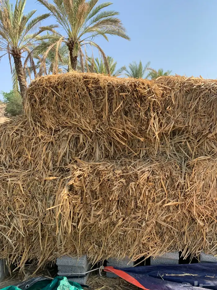 علف بونيكام 2