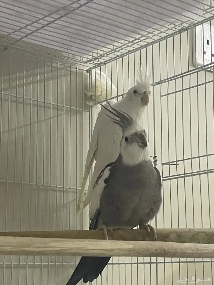 زوجين كروان منتجه 3
