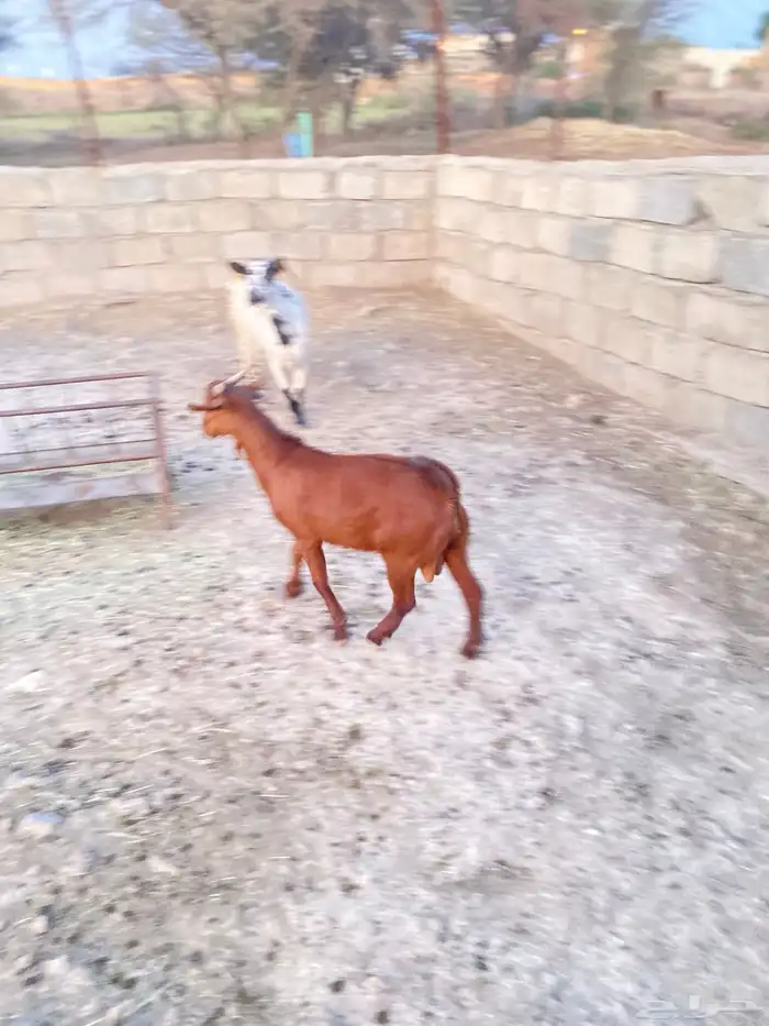 عنز حايل وتيس جذع 3