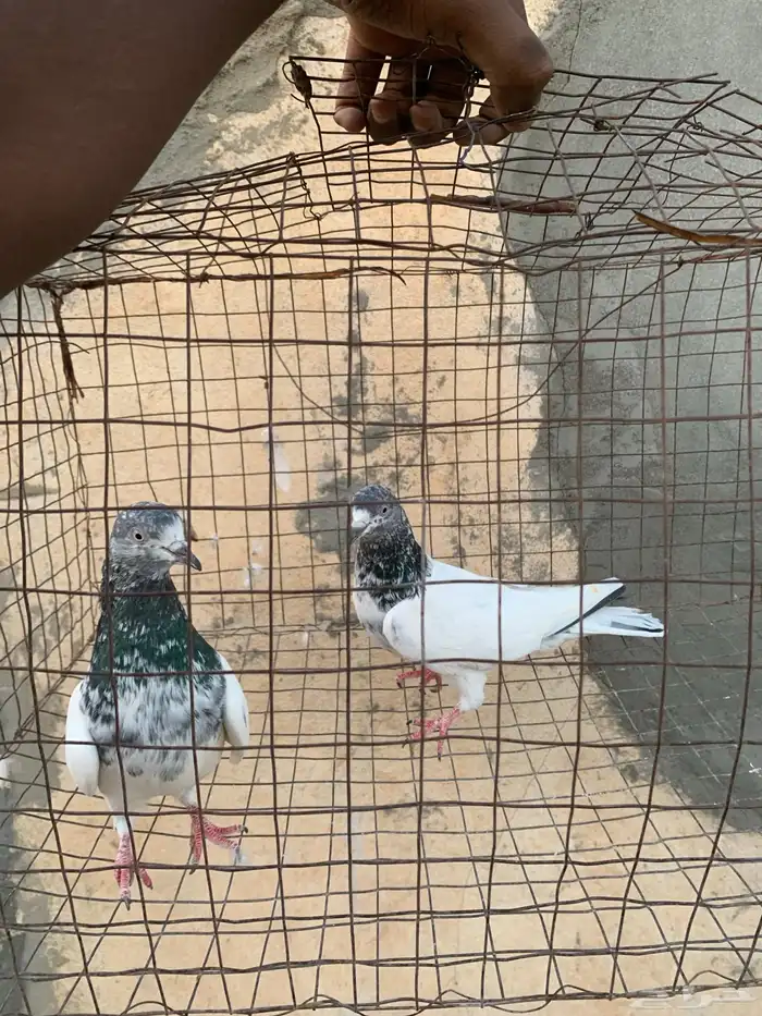 للبيع حمام باكستاني 3