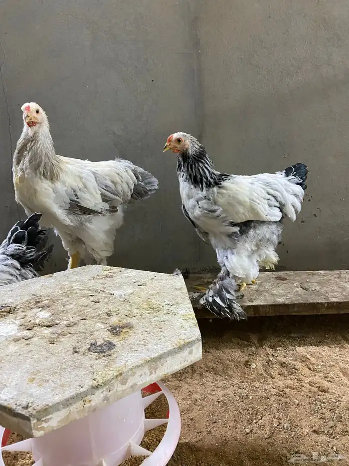 دجاج براهما 5
