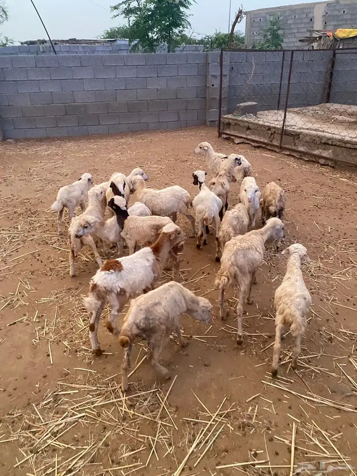للبيع فران ورخيل تربيه 1