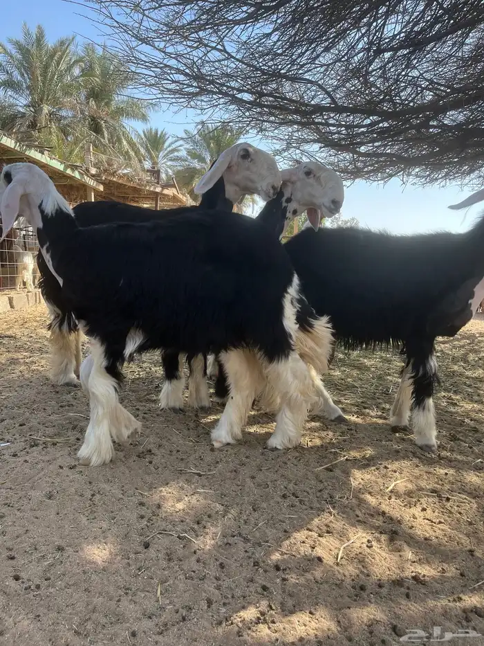 رخال نجد صنف 1