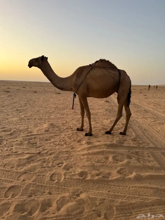 ضريبه 1