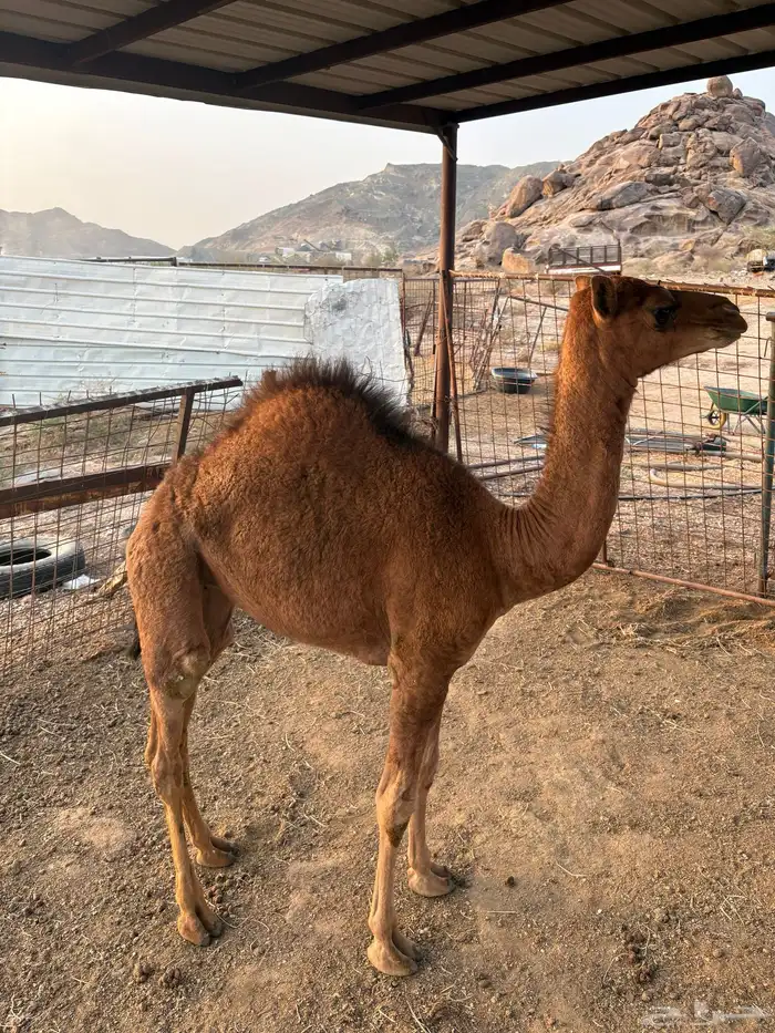 قعود 0